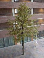 Esdoorn kunstboom 10 meter hoog